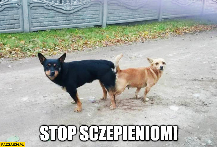 Stop sczepieniom psy sczepione tyłkami