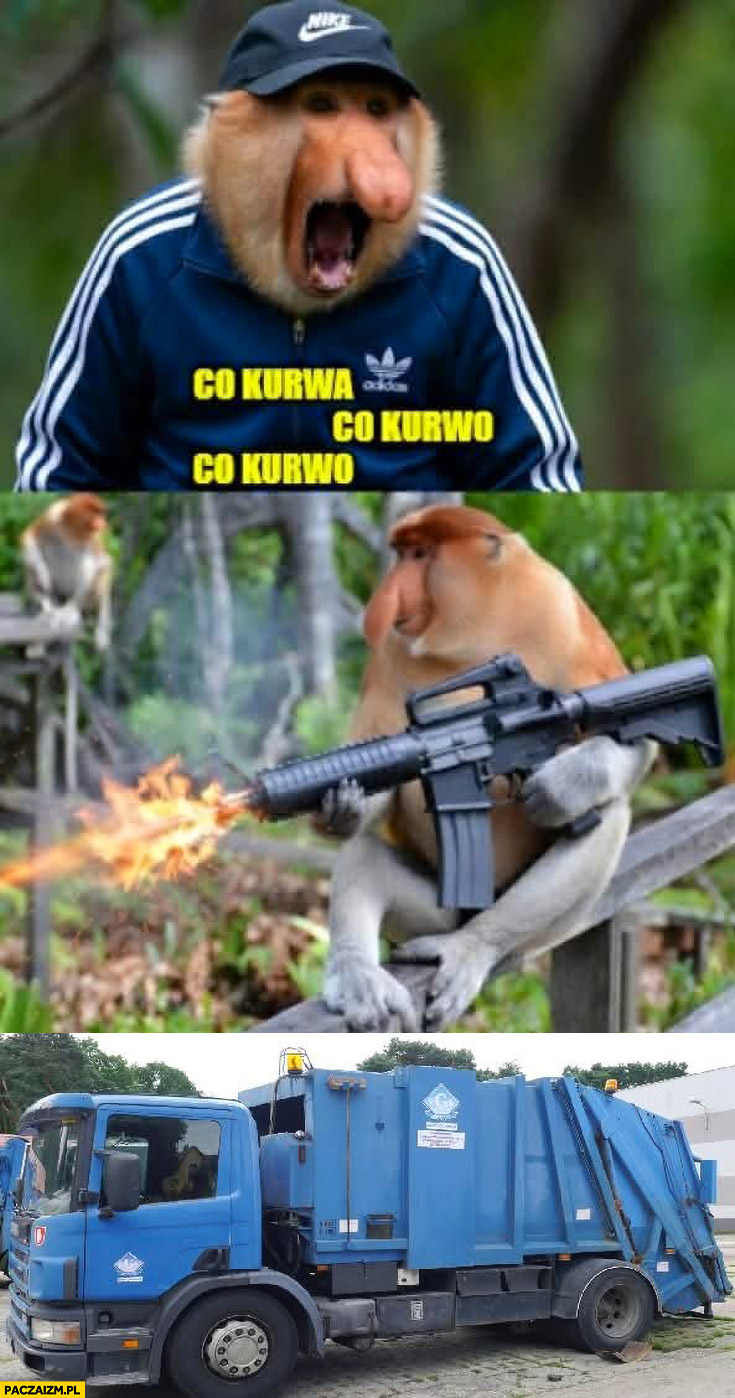 Strzelanina w Bystrzycy Kłodzkiej przyjeżdża śmieciarka polak nosacz małpa