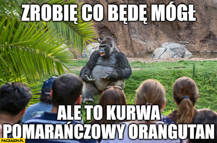 Szympans goryl zrobię co będę mógł ale to pomarańczowy orangutan Trump
