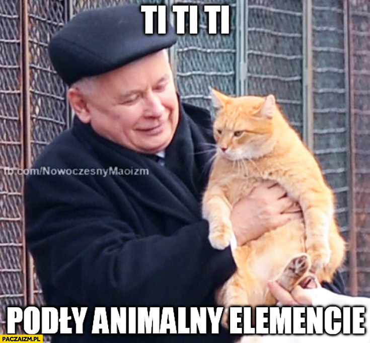 Ti ti ti podły animalny elemencie Kaczyński z kotem