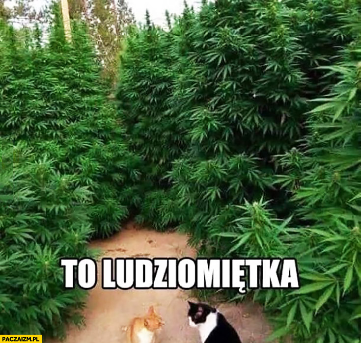 To ludzimiętka koty na polu marihuany
