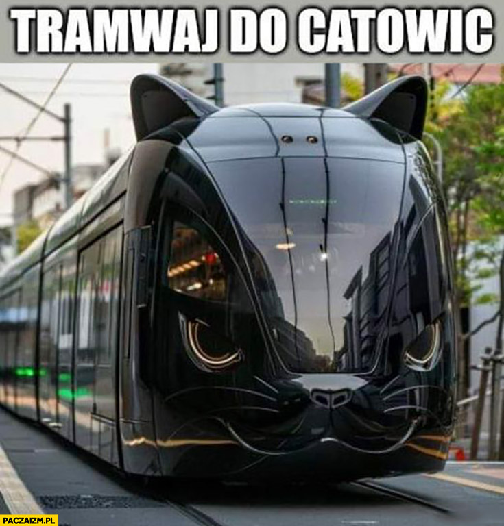 Tramwaj do catowic Katowic doslownie kot koci