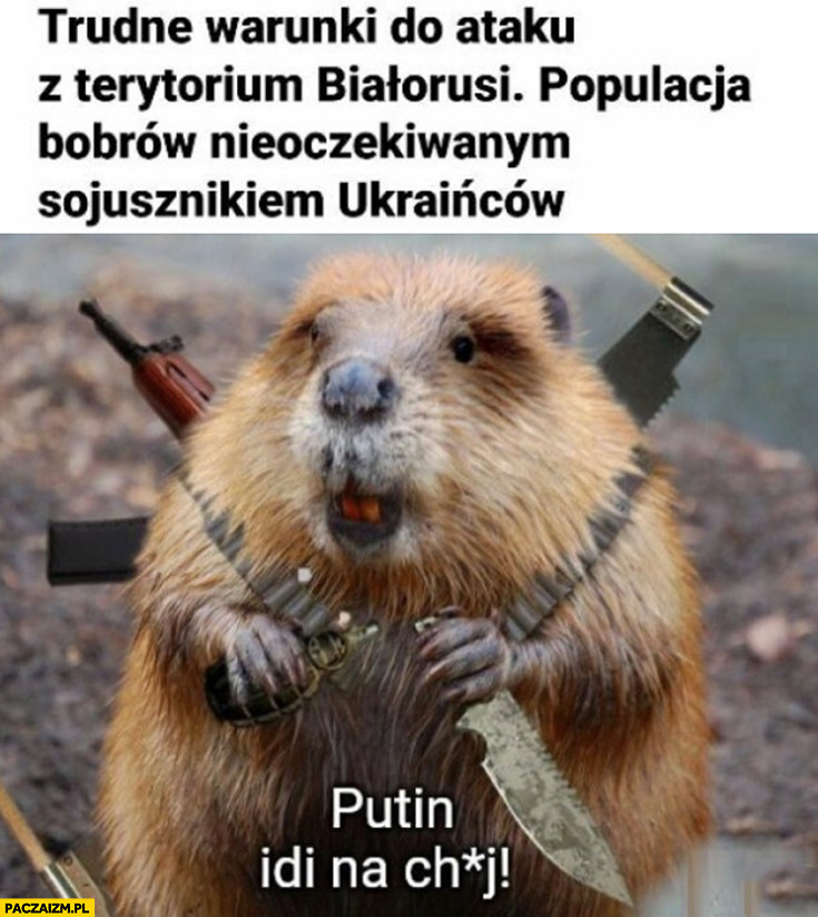 Trudne warunki do ataku z terytorium Białorusi populacja bobrów nieoczekiwanym sojusznikiem Ukrainców