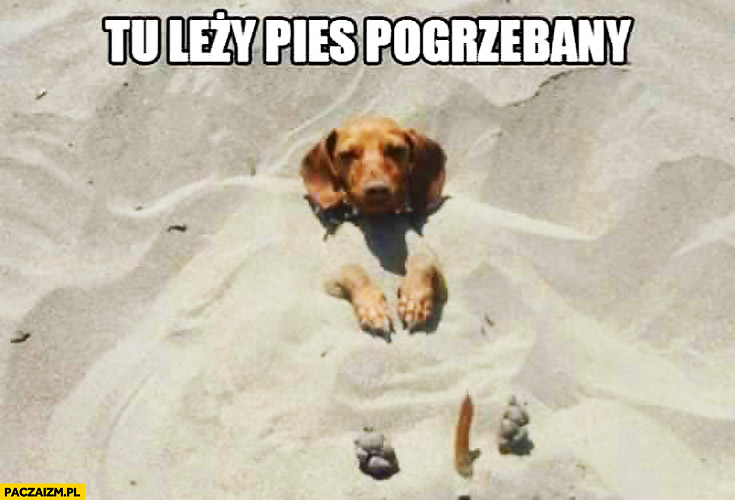 Tu leży pies pogrzebany na plaży