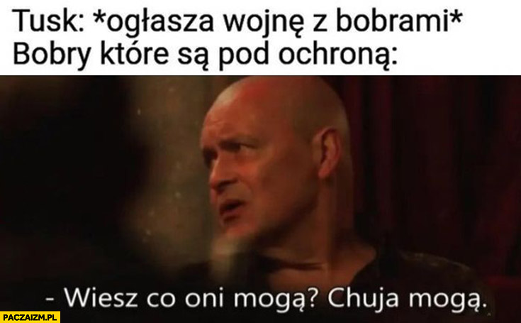 Tusk ogłasza wojnę z bobrami vs bobry które są pod ochroną wiesz co oni mogą kuja mogą Dario ślepnąc od świateł