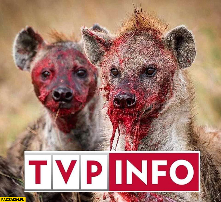 TVP info hieny logo na tle zwierząt