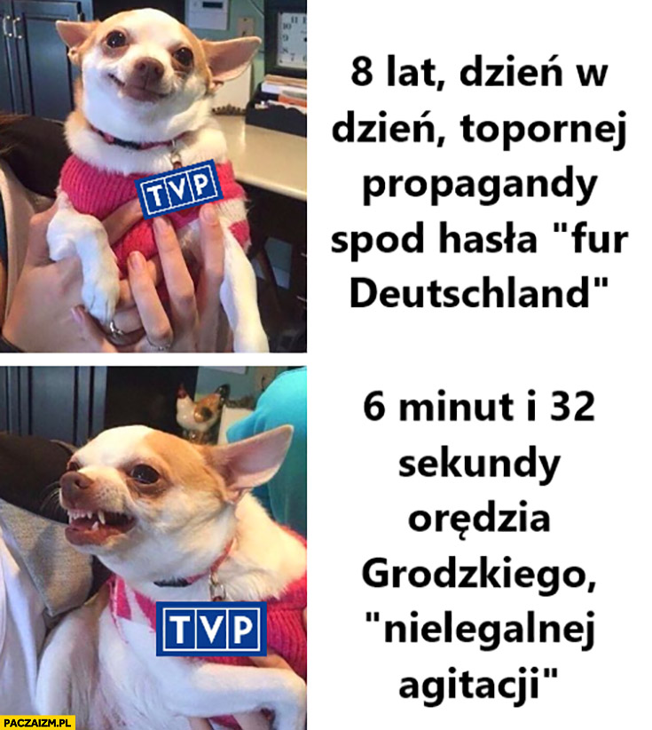 TVP TVPiS 8 lat topornej propagandy spod hasła fur deutschland vs 6 minut orędzia Grodzkiego nielegalnej agitacji pies piesek reakcja