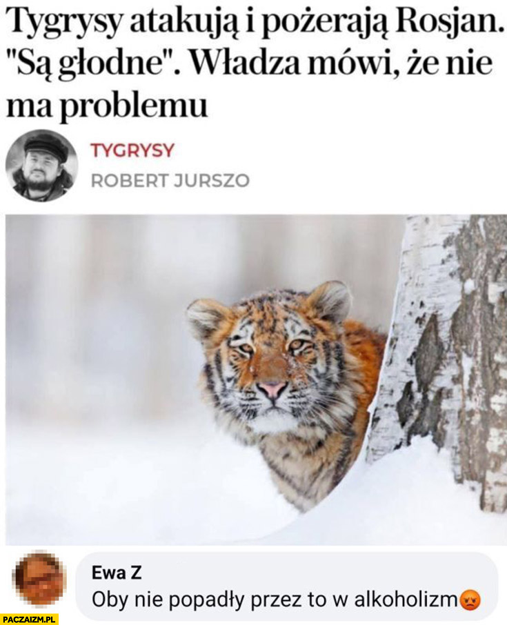 Tygrysy atakują i pożerają rosjan komentarz oby nie popadły przez to w alkoholizm