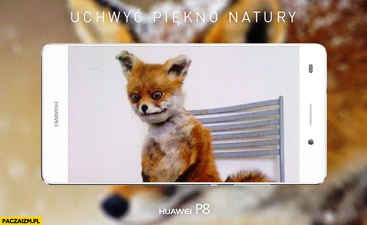 Uchwyć piękno natury zdjęcie lisa reklama Huawei