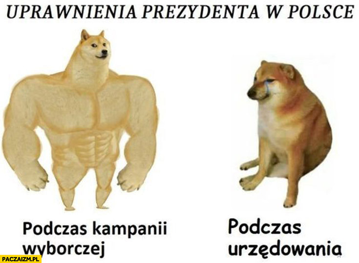 Uprawnienia prezydenta w Polsce podczas kampanii wyborczej vs podczas urzędowania pies pieseł doge cheems