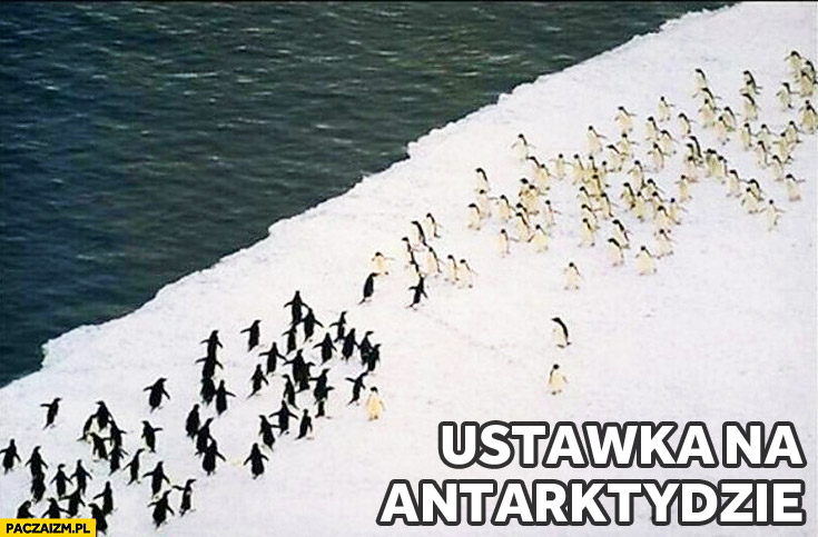 Ustawka na antarktydzie pingwiny