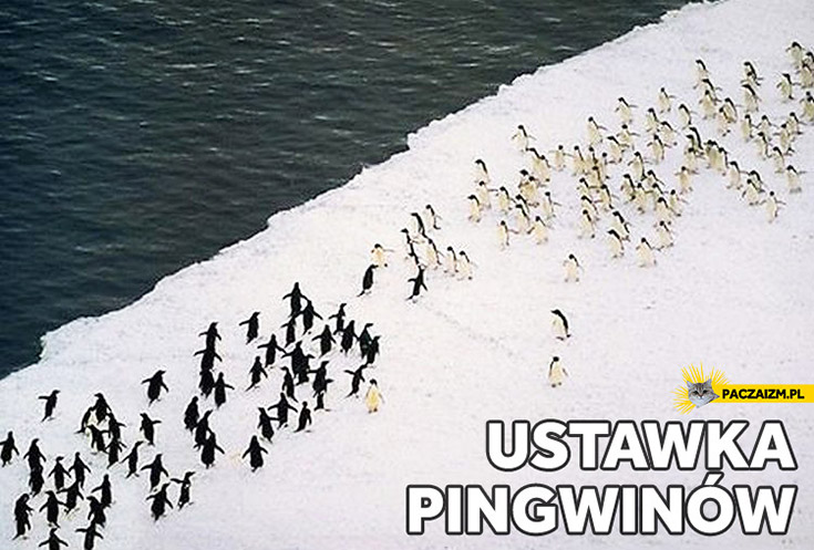 Ustawka pingwinów