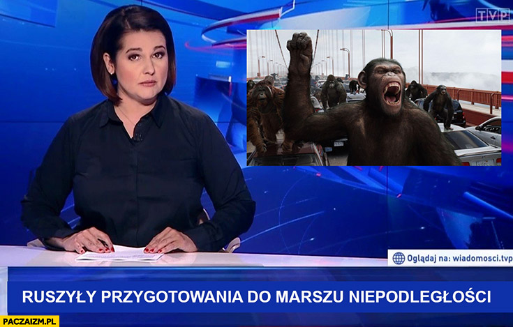 Wiadomości TVP ruszyły przygotowania do marszu niepodległości małpy na zdjęciu