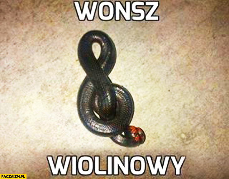 Wonsz wiolinowy klucz wąż