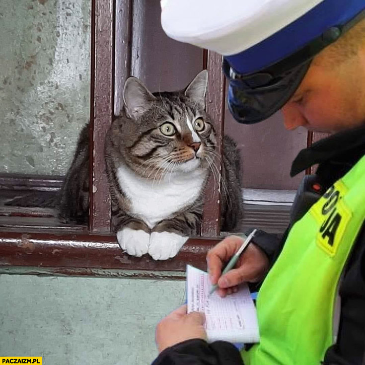 Zdziwiony kot dostaje mandat od policjanta