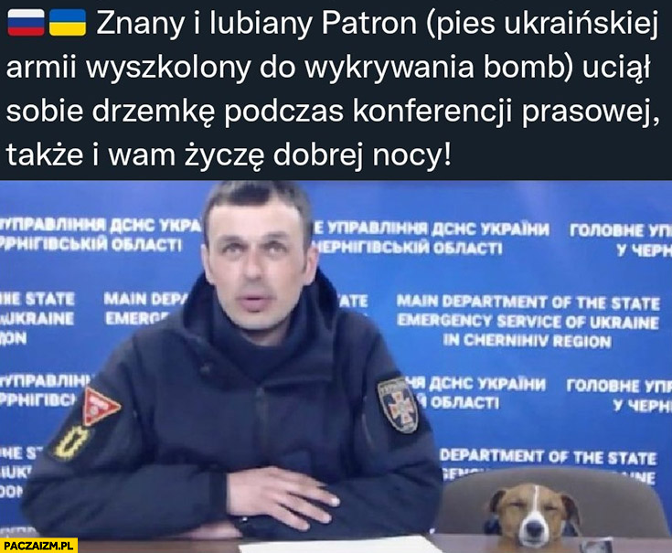 Znany i lubiany pies Patron zasnął podczas konferencji prasowej Ukraina pies saper