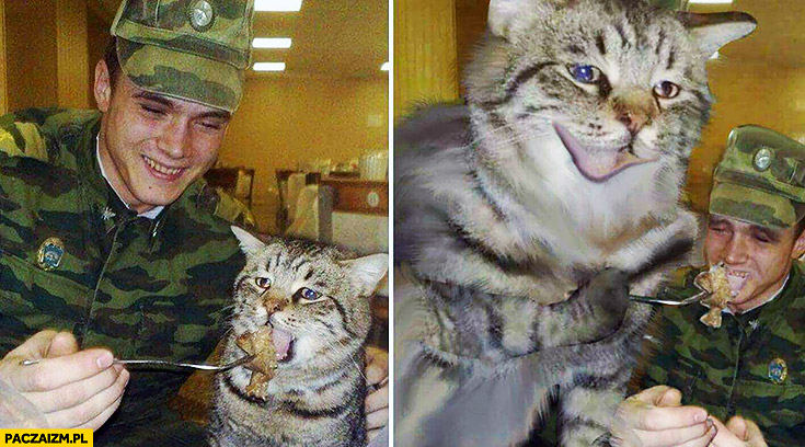 Żołnierz karmi kota face swap fotomontaż
