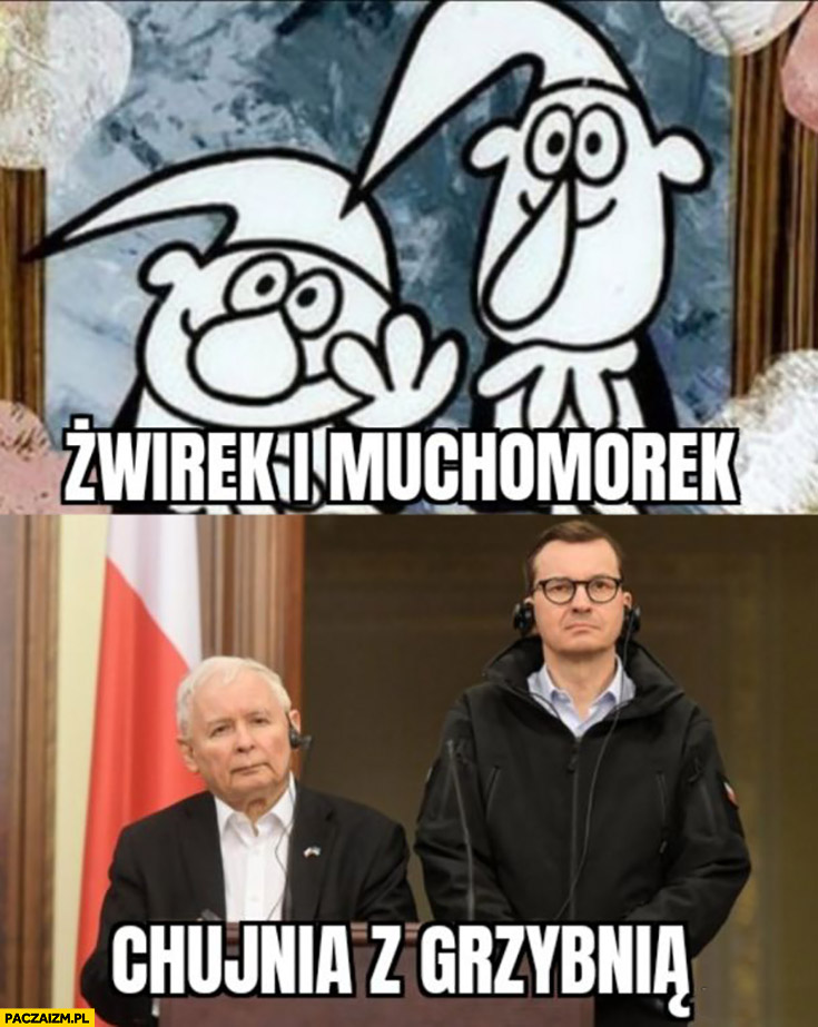Żwirek i muchomorek chujnia z grzybnią Kaczyński i Morawiecki